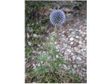 Echinops ritro