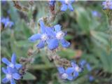 Anchusa italica