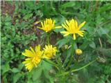 Dvoletni dimek (Crepis biennis)