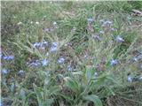 Anchusa italica