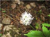 Navadna črnoga (Actaea spicata)