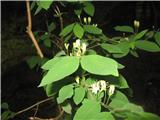 Puhastolistno kosteničevje (Lonicera xylosteum)