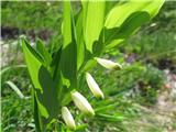 Dišeči salomonov pečat (Polygonatum odoratum)