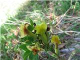 Dlakava relika-Chamaecytisus hirsutus-metuljnice-Fabaceae.