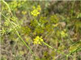 Foeniculum vulgare