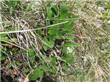 Skalna špajka (Valeriana saxatilis)