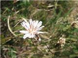 Mesnordeči dimek (Crepis slovenica)