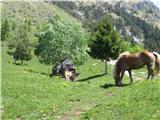 Spustimo se na Ravne senožeti , kjer se pasejo konji in na levo proti Kamniškemu vrhu.