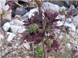 Divji bezeg (Sambucus racemosa)