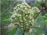 Sambucus racemosa