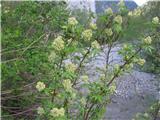 Divji bezeg (Sambucus racemosa)