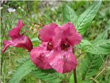 Impatiens glandulifera