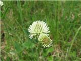 Trifolium montanum