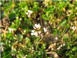 Dlakava penuša (Cardamine hirsuta)