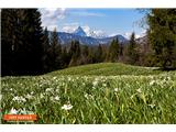 Narcise nad Planino pod Golico in Triglav.