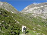 Stettiner hutte (Rifugio Petrarca) - Grafspitze (3147) 