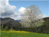Brinjeva gora, Sv. Martin nad Zrečami cvetoča češnja na rumeni preprogi