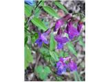 Spomladanski grahor-Lathyrus vernus vernus.So si pa gorski, gozdni in spomladanski grahorji zelo podobni.