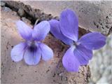 To pa je moja študija dveh vijolic, ki rastejo na travničku. Nikoli ne rasteta skupaj. Cvet je pri temneje obarvani že na pogled večji.Na vsak način gre za gozdno vijolico.Manjši cvet pa pripada srhkodlakavi.