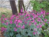 Enoletna srebrenka (Lunaria annua)