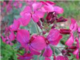 Lunaria annua