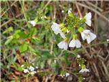 Mislim, da je peskovni penušnjek-Cardaminopsis arenosa subsp.arenosa.