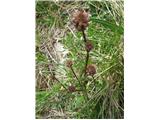 Nagrbančenoplodna strašnica-Sanguisorba muricara.