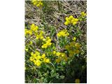 Polegla meteljka -Medicago prostrata.
