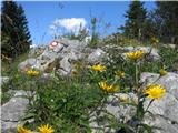 povsod polno cvetja