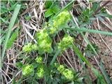 Gola dremota (Cruciata glabra)