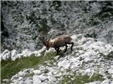 Vodja