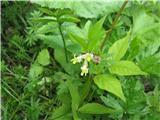 Širokolistna grašica (Vicia oroboides)