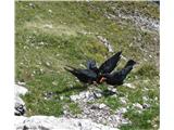prepir