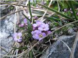 Pri sestopu na Bašeljsko sedlo pa najdem prvo cvetenje pirenejskega kamnokrasa. 
