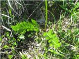 Hallerjev jelenovec (Laserpitium halleri)