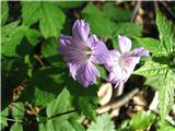 Kolenčasta krvomočnica (Geranium nodosum)