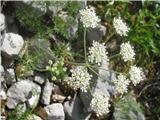 Alpska jelenka (Athamanta cretensis)