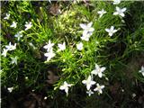 Moehringia muscosa