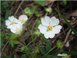 Ob poti-vsekakor iz rodu petoprstnikov-cvete belo.Po vsej verjetnosti beli petoprstnik.