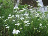 Južnoalpska smiljka-Cerastium carinthiacum subsp. austroalpinum-22.o6.2013-Črna prst.