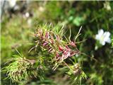 Gomoljasta latovka (Poa bulbosa)