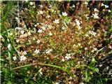 Saxifraga tridactylites