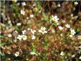 Triprsti kamnokreč (Saxifraga tridactylites)