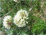 Trifolium noricum