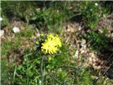 Rušnata škržolica (Hieracium caespitosum)