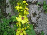 Avstrijski lučnik (Verbascum austriacum)