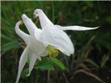 Bela pahljačastolistna orlica (Aquilegia flabellata 'Alba')