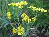 Senecio squalidus