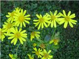 Senecio squalidus