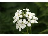 Bela nočnica (Hesperis candida)